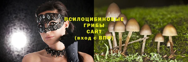 стаф Алзамай