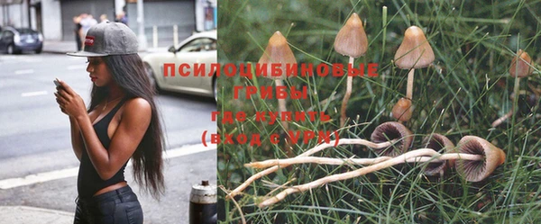 стаф Алзамай