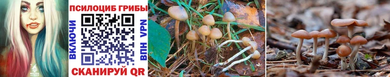 где купить наркоту  Киржач  Галлюциногенные грибы GOLDEN TEACHER 